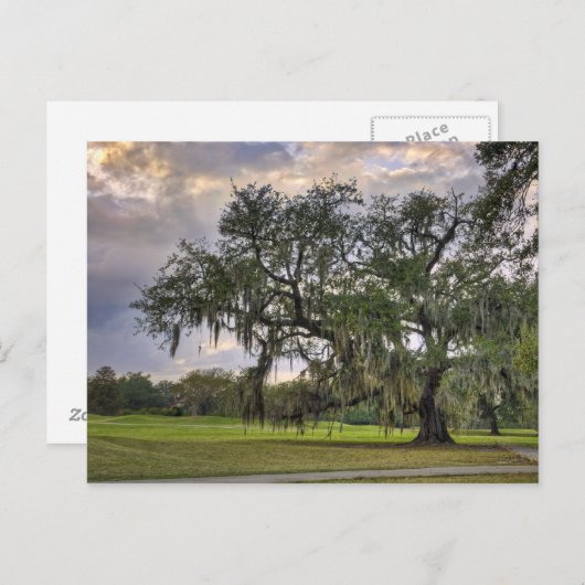 Spanisches Moos im Live-Eichen Postkarte (Vorne/Hinten)