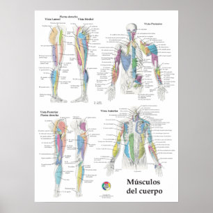Spanisches Muskelanatomie-Diagramm Poster