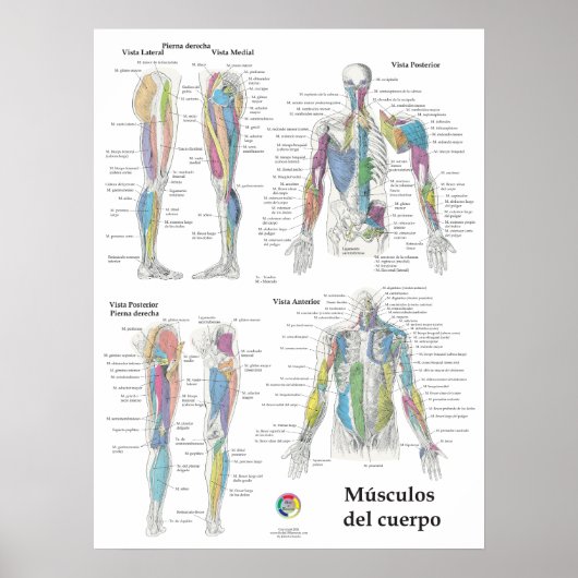 Spanisches Muskelanatomie-Diagramm Poster (Vorne)