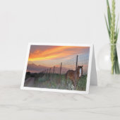 Spanisches Pferd bei Sonnenuntergang Karte (Vorderseite)