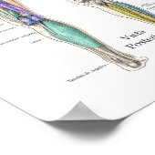 Spanisches Poster zur Anatomie des menschlichen Ti (Ecke)