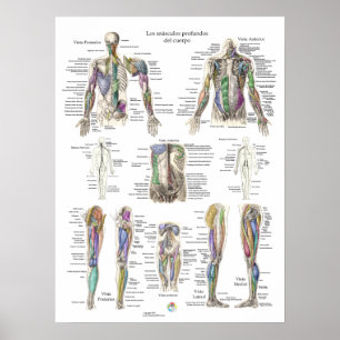 Spanisches Poster zur Anatomie des menschlichen Ti