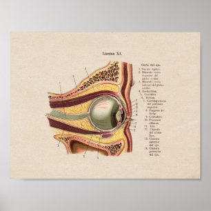 Spanisches Vintages Anatomie-Druck-Auge Poster