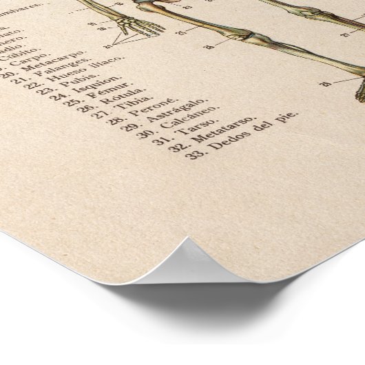 Spanisches Vintages Anatomie Druckskelett Poster (Ecke)