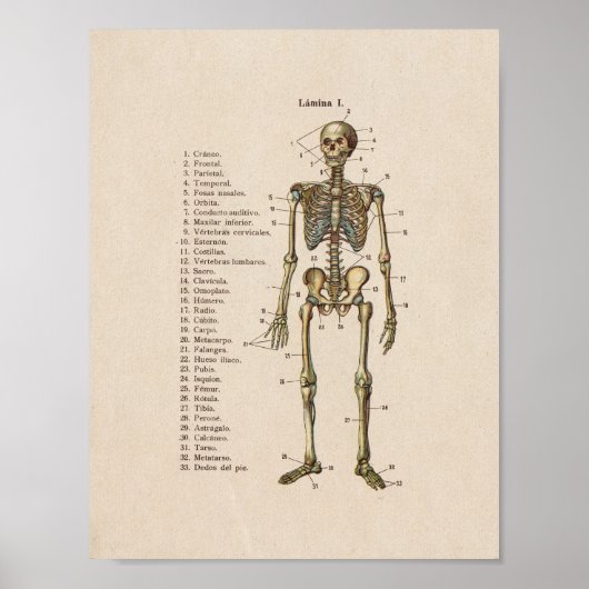 Spanisches Vintages Anatomie Druckskelett Poster (Vorne)