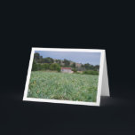Spanish Artichoke Field, Valencia, Spain Karte<br><div class="desc">Spanish Artichoke Field,  Valencia,  Spain Greeting Card. You can easily customize this product for free if you would like to add wording or change the color of the background.</div>