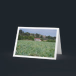 Spanish Artichoke Field, Valencia, Spain Karte<br><div class="desc">Spanish Artichoke Field,  Valencia,  Spain Greeting Card. You can easily customize this product for free if you would like to add wording or change the color of the background.</div>