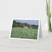 Spanish Artichoke Field, Valencia, Spain Karte (Vorderseite)