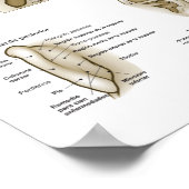 Spanish Ear Acupuncture Chart Poster (Ecke)