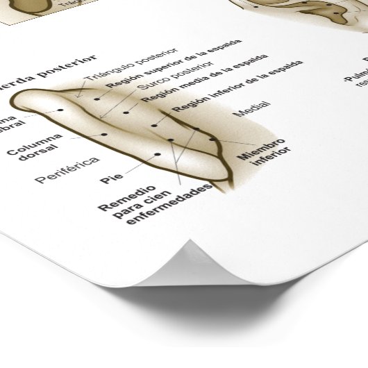 Spanish Ear Acupuncture Chart Poster (Ecke)