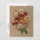 Sparaxis Tricolor Varr von Arentina Arendsen Postkarte (Vorne/Hinten)