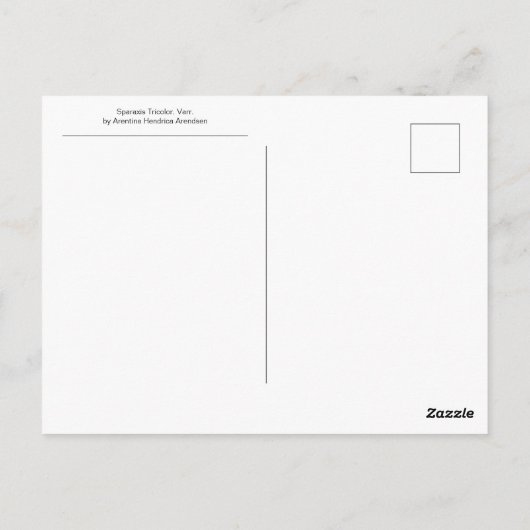 Sparaxis Tricolor Varr von Arentina Arendsen Postkarte (Rückseite)
