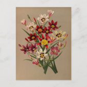 Sparaxis Tricolor Varr von Arentina Arendsen Postkarte (Vorderseite)