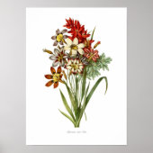 Sparaxis und Ixia spp. Poster (Vorne)