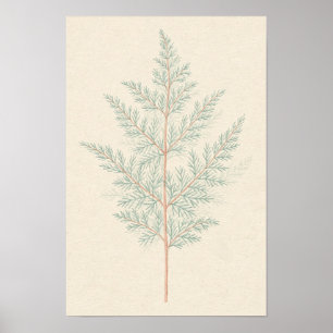 Spargel-Farn-Botanik-Studienposter Poster