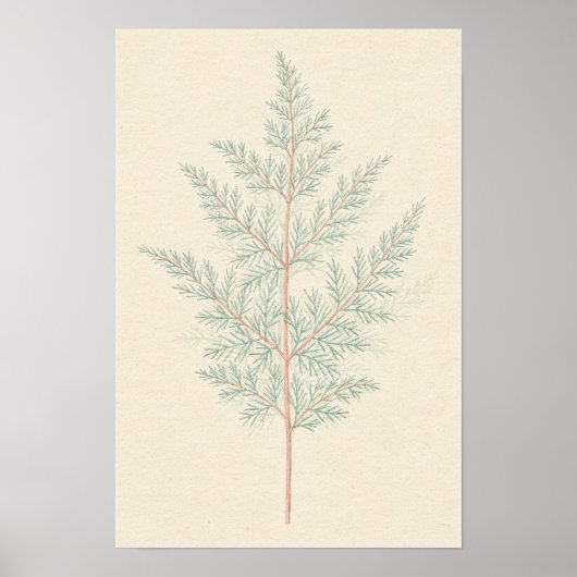 Spargel-Farn-Botanik-Studienposter Poster (Vorne)