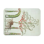 Spargel in Blume und Obst aus dem "Ho Magnet (Horizontal)