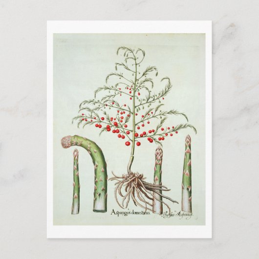 Spargel in Blume und Obst aus dem "Ho Postkarte (Vorderseite)
