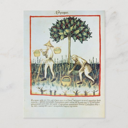 Spargel Pickers, 13. Jahrhundert Postkarte (Vorderseite)