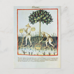 Spargel Pickers, 13. Jahrhundert Postkarte