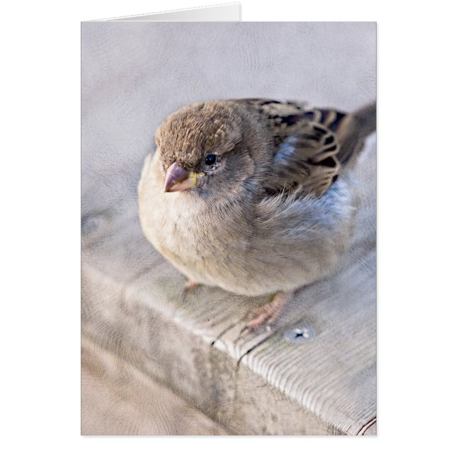 Spargel - Übergewicht (Vorne)