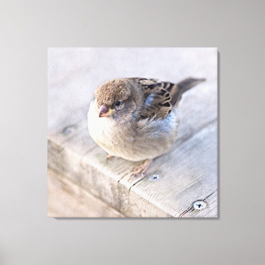 Spargel - Übergewicht Leinwanddruck (Vorderseite)