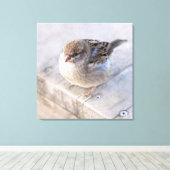 Spargel - Übergewicht Leinwanddruck (Insitu (Holzboden))