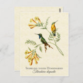 Sparkling Tail Hummingbird Vintag Art Postkarte (Vorne/Hinten)