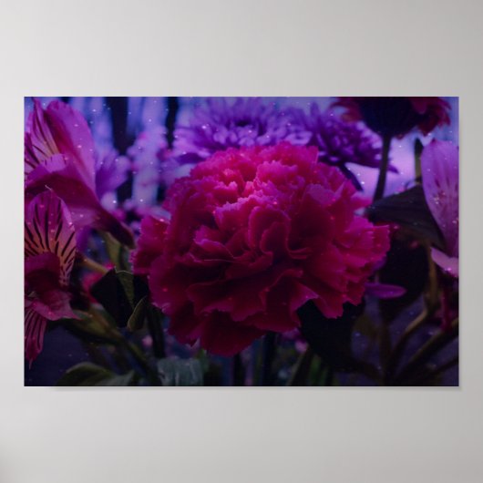 Sparkly Carnation Poster (Vorne)