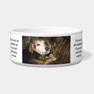 Sparky der Beagle Napf