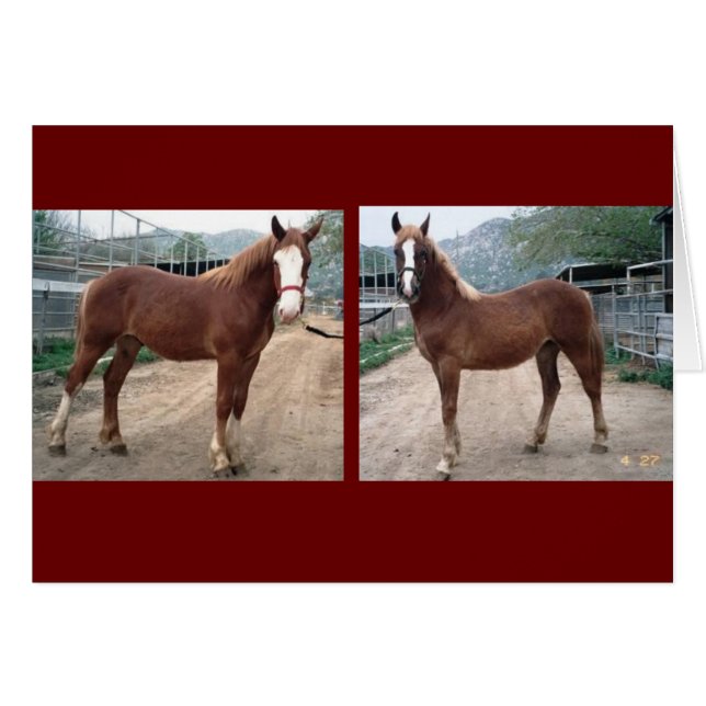 Sparky & Susie (Vorderseite (Horizontal))