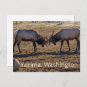 Sparring Elk Yakima Washington USA Postkarte (Vorne/Hinten)