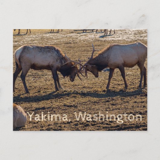 Sparring Elk Yakima Washington USA Postkarte (Vorderseite)