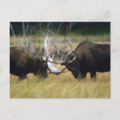 Sparring Moose Wildlife Series # 12 Postcard Postkarte (Vorderseite)
