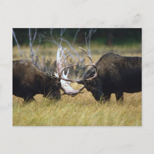 Sparring Moose Wildlife Series # 12 Postcard Postkarte (Vorderseite)