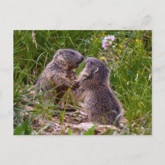 Sparring Partner Postcard Postkarte (Vorderseite)