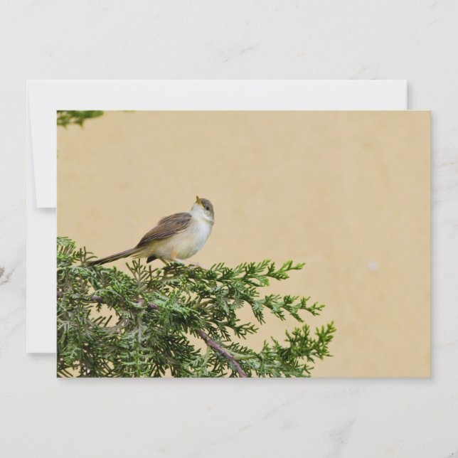 Sparrow (Vorderseite)