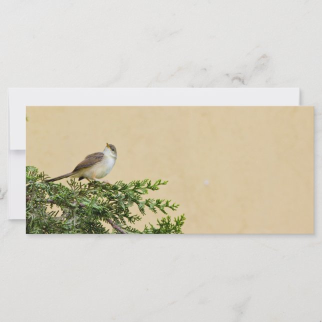 Sparrow (Vorderseite)