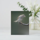 Sparrow 1 postkarte (Stehend Vorderseite)