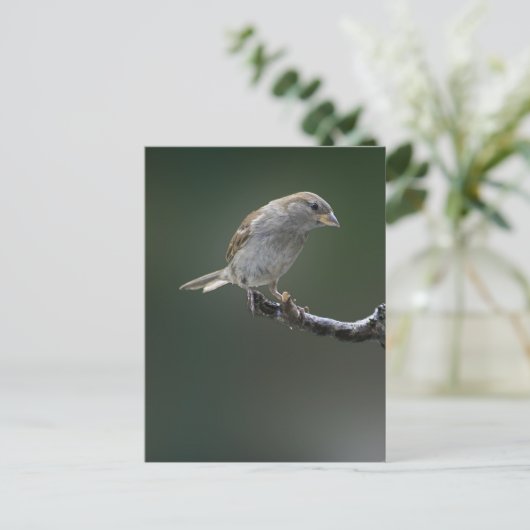 Sparrow 1 postkarte (Stehend Vorderseite)