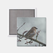 Sparrow auf Branch-Foto Magnet (Vorderseite/Rückseite)