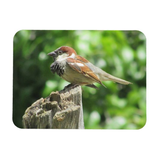 Sparrow auf dem Baumstumpf Magnet (Horizontal)