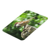 Sparrow auf dem Baumstumpf Magnet (Linke Seite)