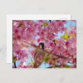 Sparrow auf dem Kirschbaum Postkarte (Vorne/Hinten)