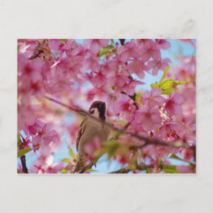 Sparrow auf dem Kirschbaum Postkarte