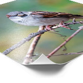 Sparrow auf einer Climb-Fotografie Fotodruck (Ecke)