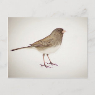 Sparrow auf Snow-1 Postkarte