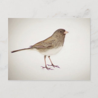 Sparrow auf Snow-1 Postkarte