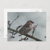 Sparrow auf Zweig Postkarte (Vorne/Hinten)
