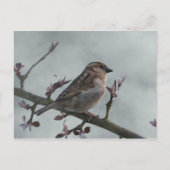 Sparrow auf Zweig Postkarte (Vorderseite)
